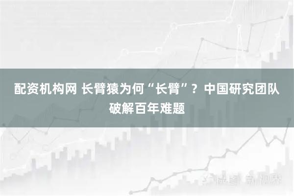 配资机构网 长臂猿为何“长臂”？中国研究团队破解百年难题